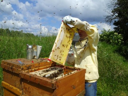 Mehr als nur Honig 150 Jahre Bienenzuchtverein Sulzbach-Rosenberg 1871